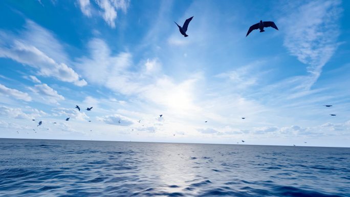 大自然自由翱翔的海鸥飞翔慢动作