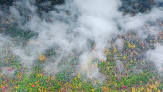 秋天红叶云雾缭绕森林五彩秋景秋季美丽乡村