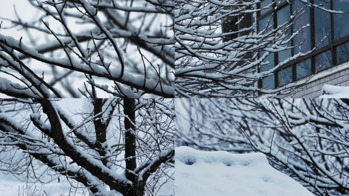 下雪雪景树枝农村