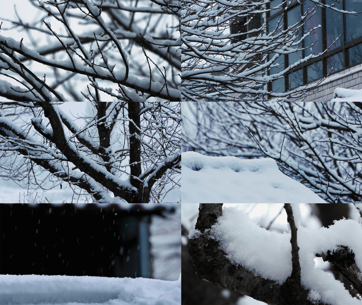 下雪雪景树枝农村
