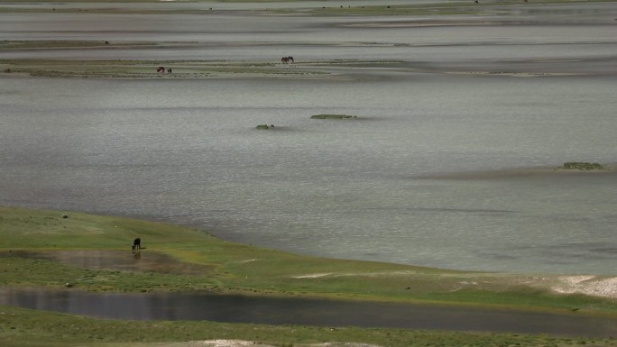西藏美景｜夏天然乌湖|牛和草原湖泊