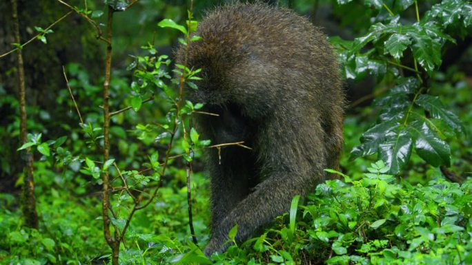 在坦桑尼亚的热带森林里，一只狒狒正在吃一棵绿色的树