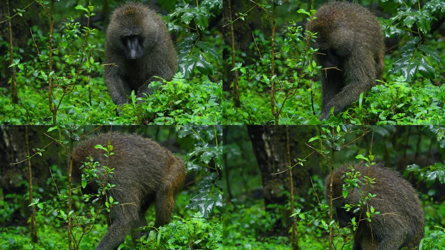 在坦桑尼亚的热带森林里，一只狒狒正在吃一棵绿色的树