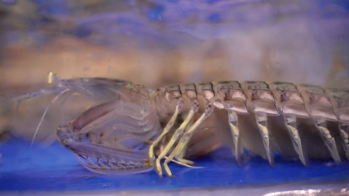海鲜餐厅水缸里的皮皮虾