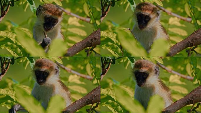 一只小长尾猴在树上四处张望