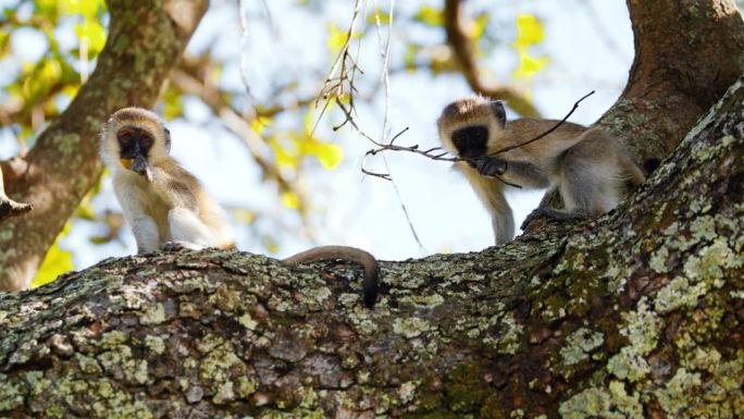 一群长尾猴在树上玩耍