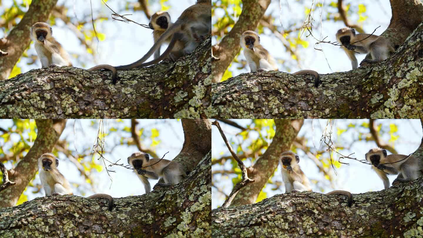 一群长尾猴在树上玩耍