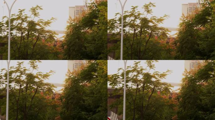 武汉的秋季树木，复羽叶栾