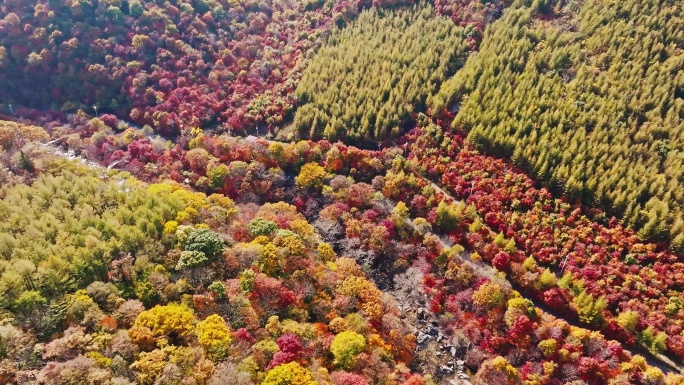 本溪老边沟枫叶