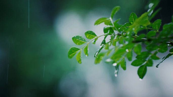 4K雨水滴落 春分立春小雨惊蛰