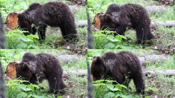 在绿色的森林里，小棕熊与大棕熊的特写。