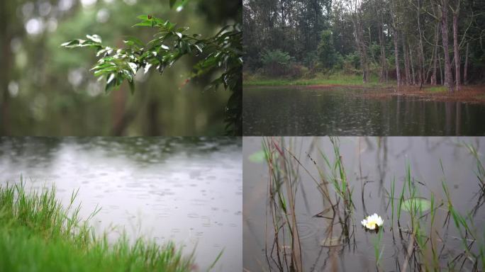 下雨天的森林湿地公园