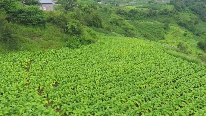 凉山烤烟种植收割烟农笑脸