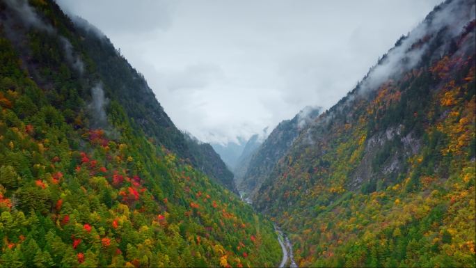 秋天红叶云雾缭绕森林美丽乡村秋天秋季