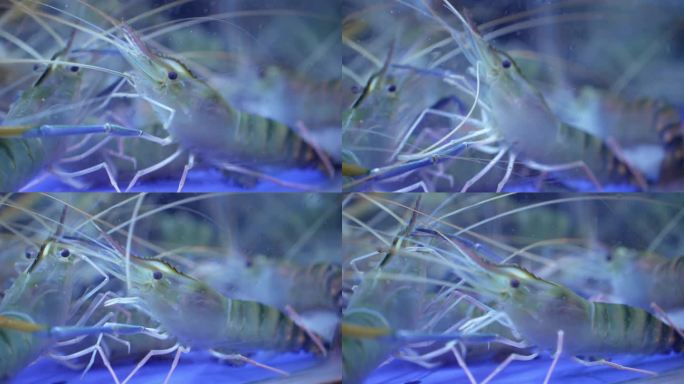 海鲜餐厅水缸里的沼虾