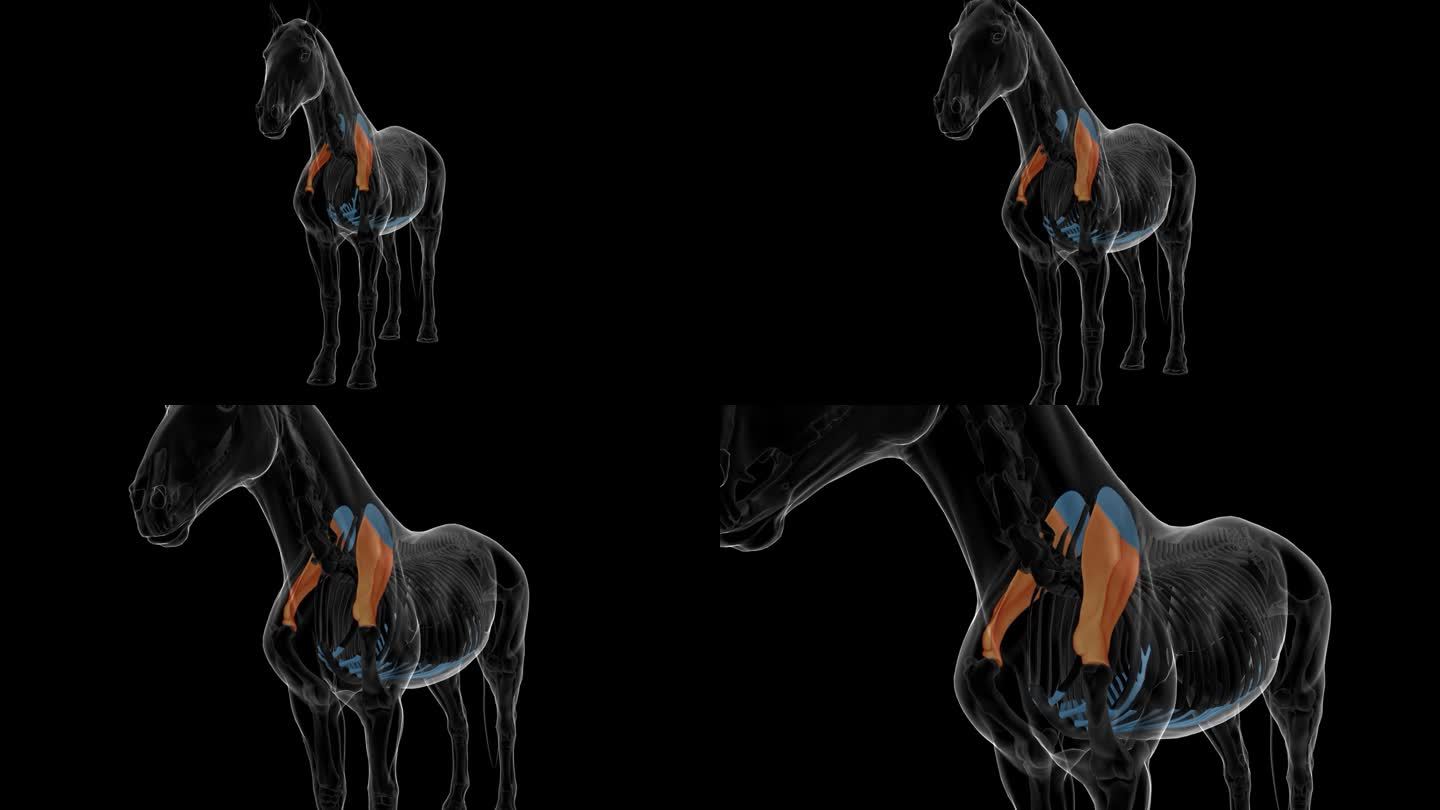 肩胛骨马骨架解剖医学概念3D渲染
