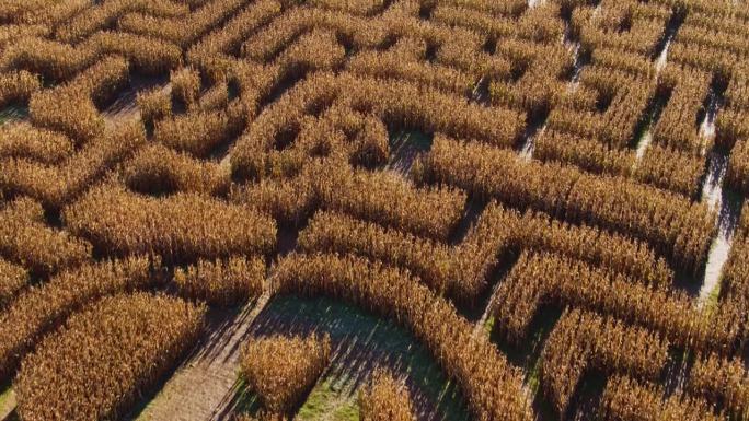 在宾夕法尼亚州波科诺斯地区，巨大的万圣节玉米迷宫和南瓜灯。航拍录像，镜头向前移动。