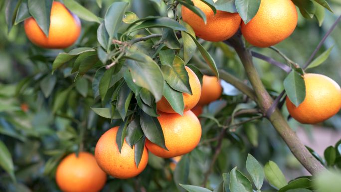 水果冻橙子汁丰收种植基地柑橘园农业扶贫