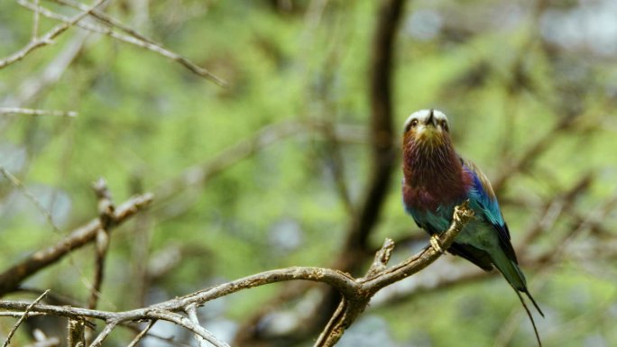彩色椋鸟从坦桑尼亚的一根树枝上飞下来