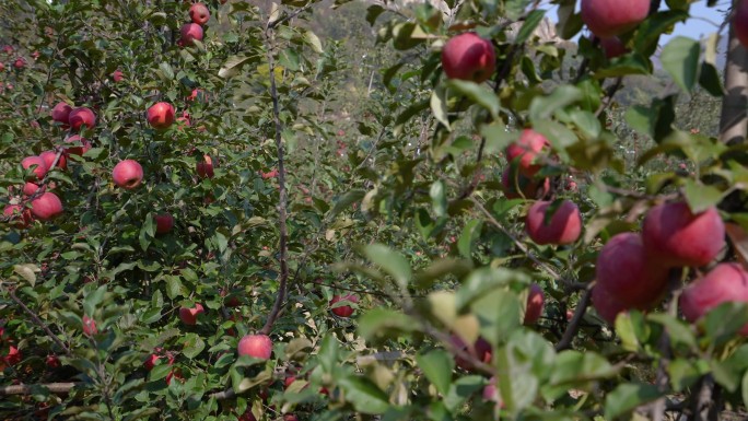 苹果 苹果园