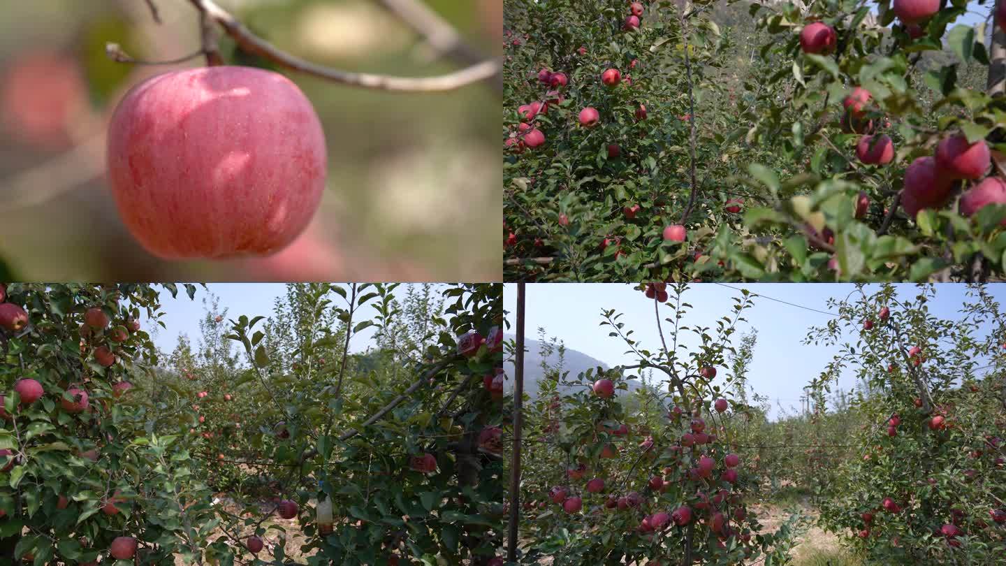苹果 苹果园