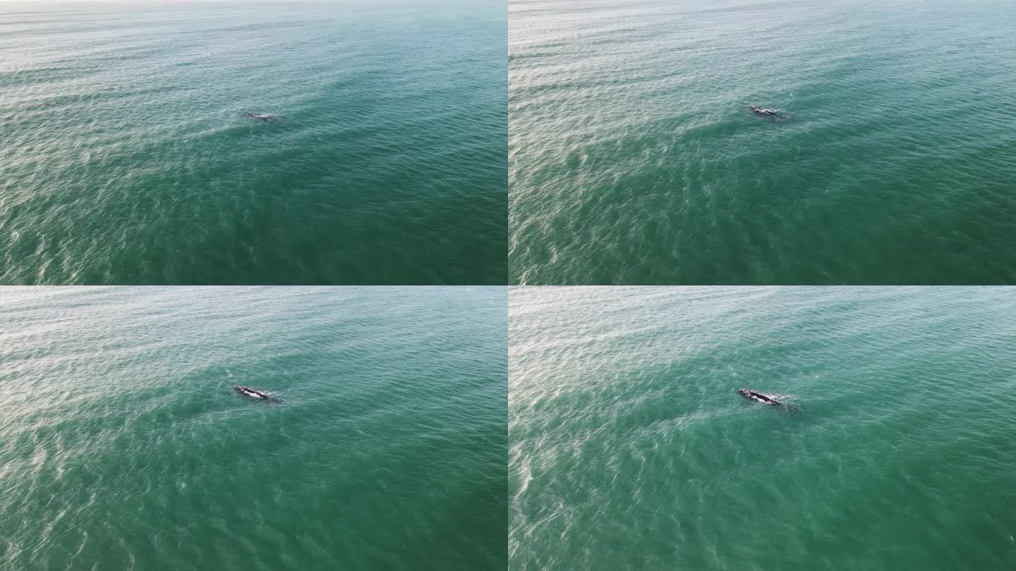 南露脊鲸浮出水面的鸟瞰图，西开普省，南非