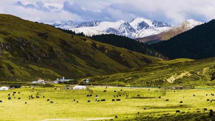 高原雪山草原天然牧场牦牛牛群