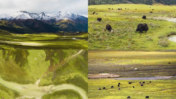 高原雪山草原天然牧场牦牛牛群