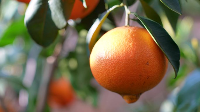 丑橘橙子水果脐园丰收季采摘视频素材粑粑柑