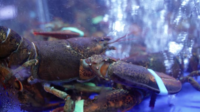 海鲜餐厅水缸里的波士顿龙虾