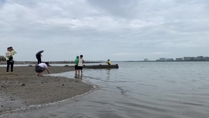 退潮沙滩海滩退潮后的海面沙滩动物沙滩觅食