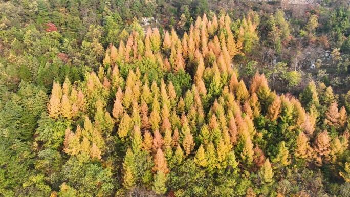 秋天秋景彩色森林唯美空镜头