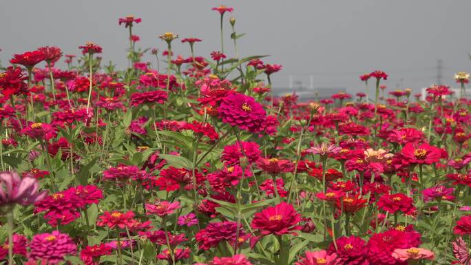 格桑花花海