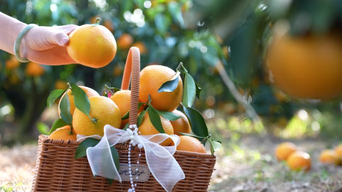 美女人物采摘橙橘子特写园丰收果亲子竹篮筐
