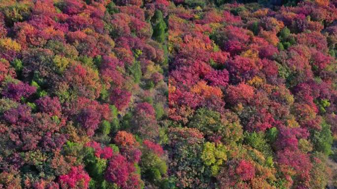 秋天树叶红了舞彩浅山国家登山步道五彩斑斓