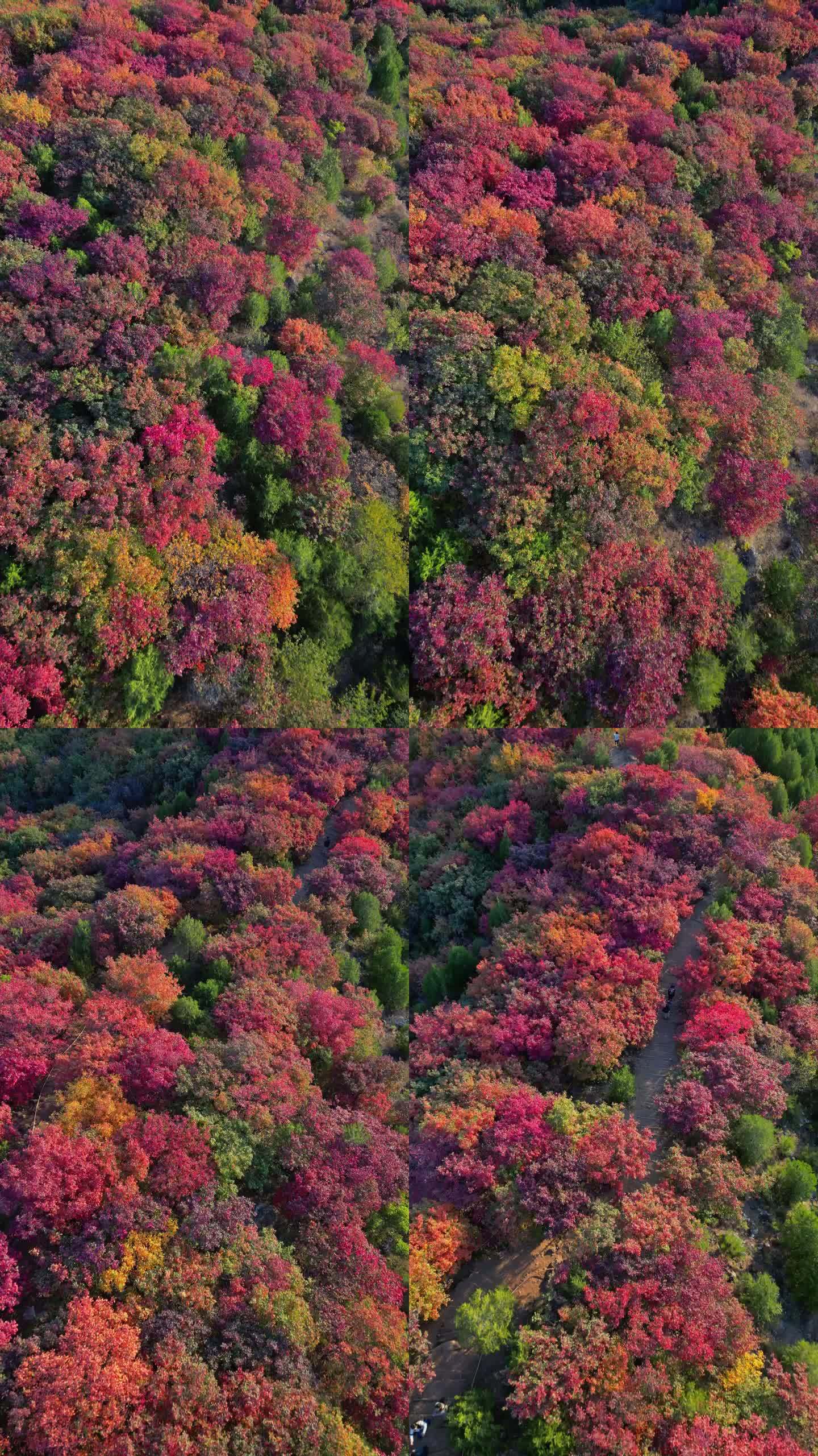 秋天树叶红了舞彩浅山国家登山步道五彩斑斓