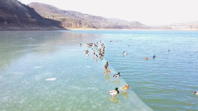 渭南白水县林皋湖湿地公园野鸭