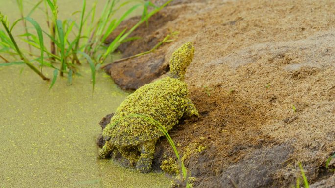 在盆地岸边休息的长满苔藓和泥土的海龟