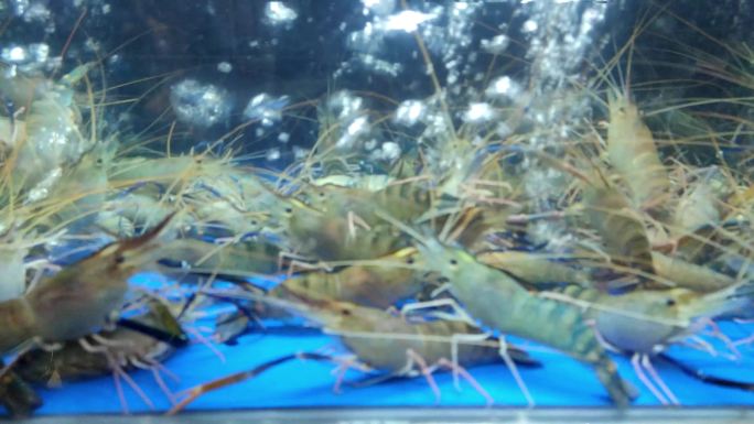 海鲜餐厅水缸里的沼虾