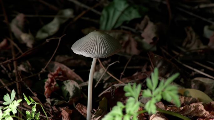 Parasola auricoma。一种小小的、易碎的、优雅的蘑菇，戴着一顶灰色的折叠帽子。