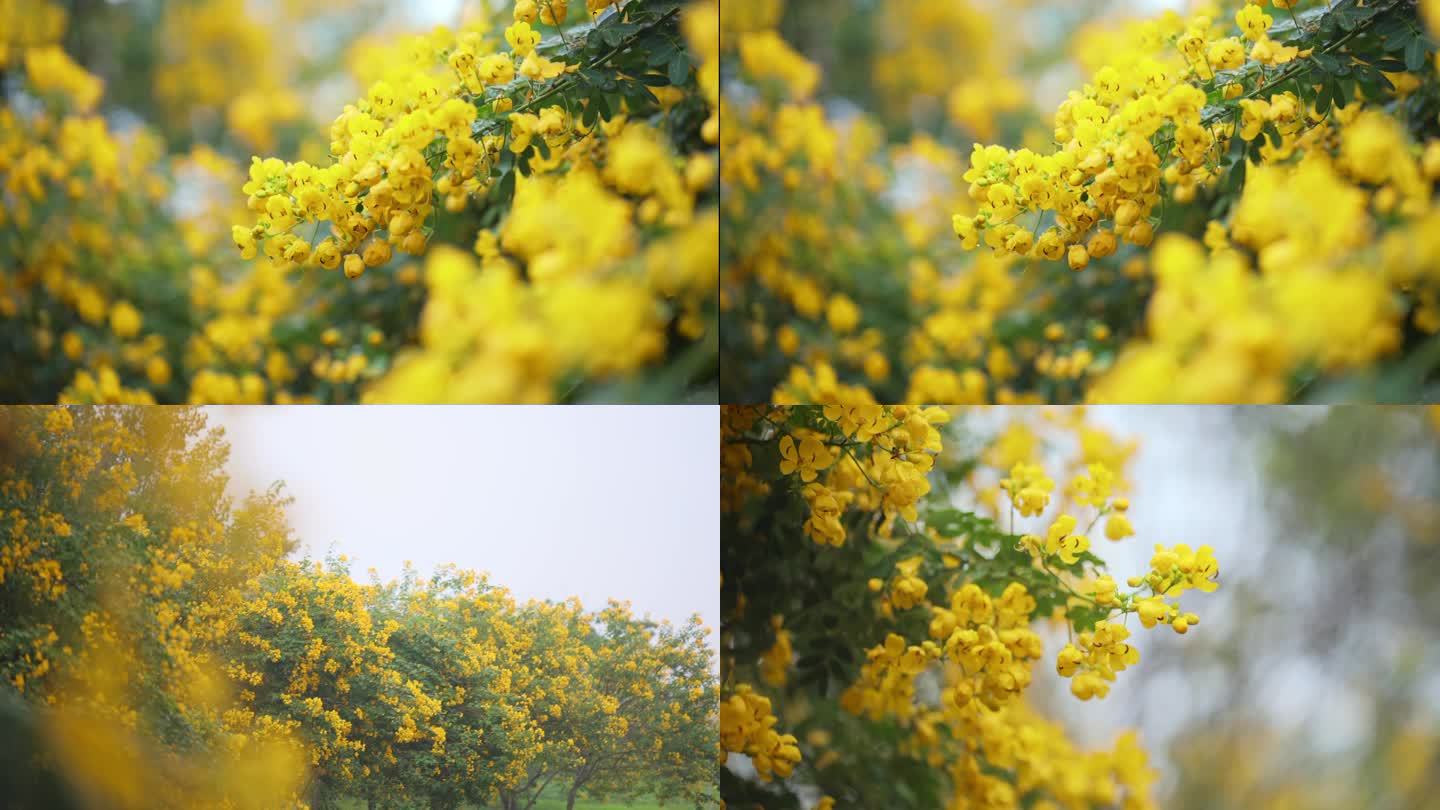 雨天的小黄花