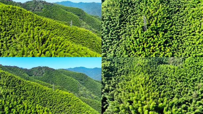 竹海森林