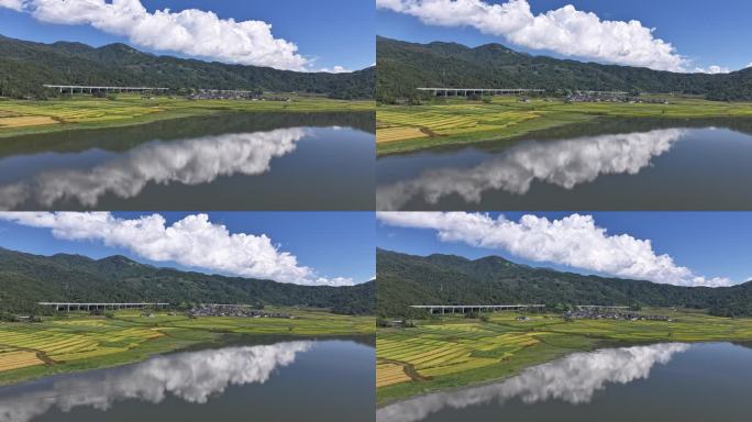 金色稻田边的湖泊倒映着蓝天白云的延时视频