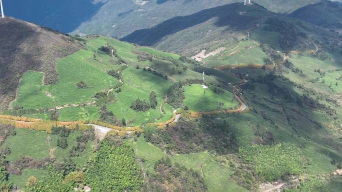 浙江会稽山东白山高山茶园茶山茶场绿茶红茶