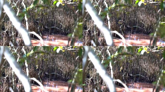 一对野生黄喉蜜鱼，在繁殖期在红树林里被发现，由于蓝绿藻盛开，水变成粉红色，邦德尔湿地保护区