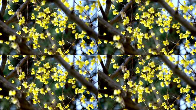 盛开的黄色梅花腊梅随风摆动
