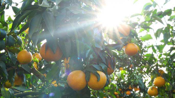 太阳光照射下耀水果冻橙子特写丰收种植橘园