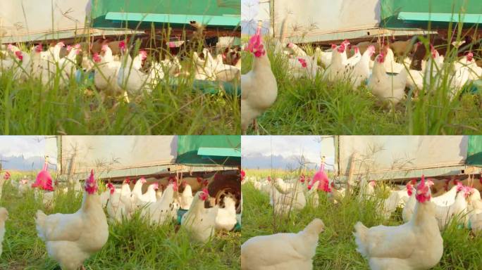 农场，鸡和田野在自然或农村农业，可持续发展或生产鸡蛋。动物，家禽或行走在草地上的环境，户外或绿色土地