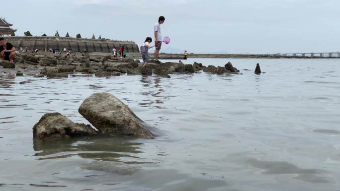 退潮沙滩海滩退潮后的海面沙滩动物沙滩觅食