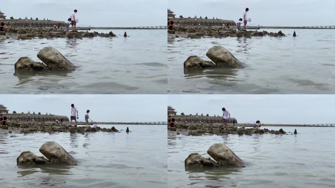 退潮沙滩海滩退潮后的海面沙滩动物沙滩觅食